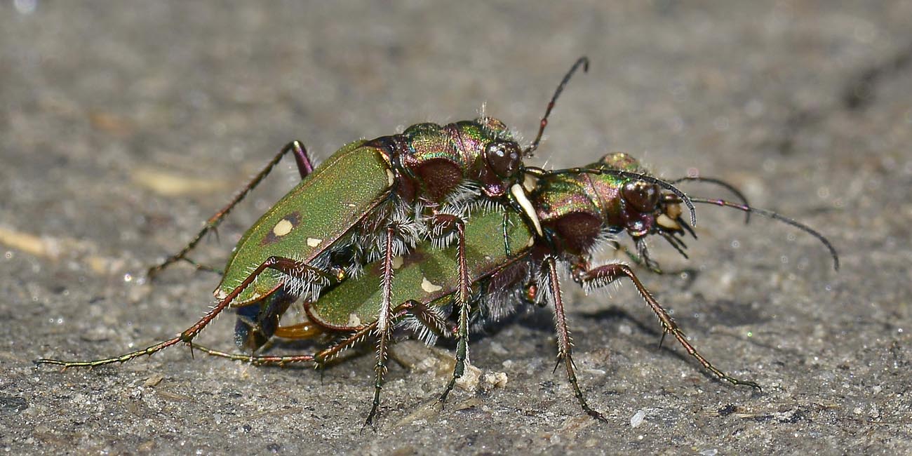 Cicindela campestris in accoppiamento